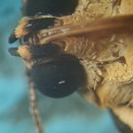 Insetti mai così da vicino